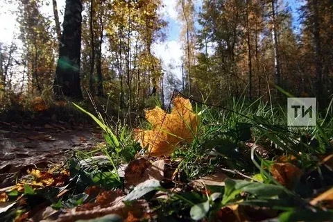 Көзен яфраклар ни өчен саргая: сәбәпләре, фәнни аңлатма һәм кызыклы фактлар