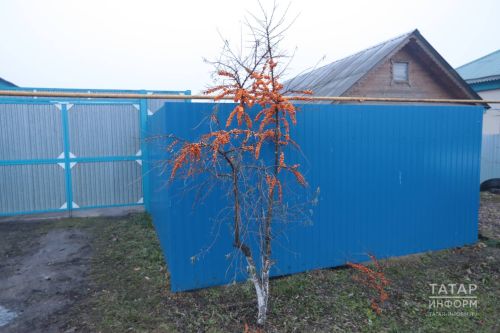 “Алтын агач” үстерәбез