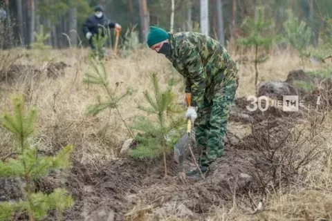 Татарстан «Хәтер бакчасы» акциясендә 1 млннан артык агач утыртачак