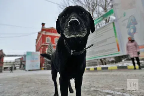 Республикада сукбай хайваннарга кагылышлы яңа тәртип кертеләчәк