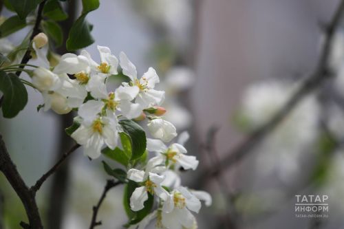 Май аена сынамышлар