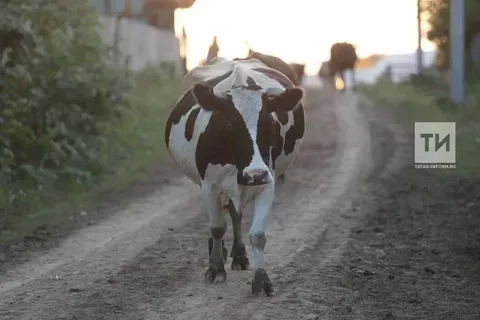 Куркыныч авыру яный