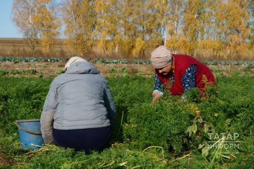 Бакчада еш кына куллар, аяклар, бил һәм тире зыян күрә