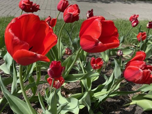 Бүген Татарстанда +33 градуска кадәр эссе булачак