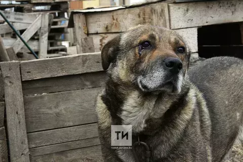 Хуҗасыз хайваннарга бәйле яңа тәртип кертелде