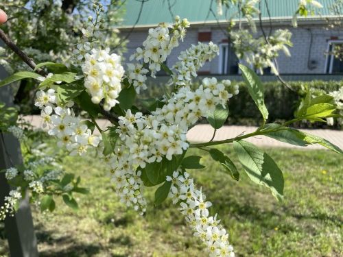 8 май көненә һава торышы