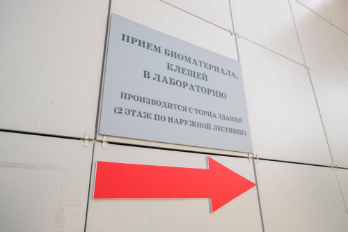 Татарстанда сезон башланганнан бирле беренче тапкыр талпан боррелиозы очраклары ачыкланган