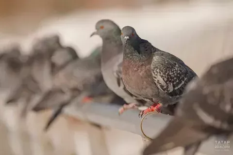 Күгәрченнәр тынгы бирми