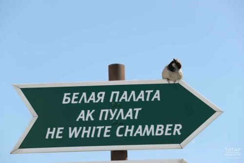 Татарстан халкын чыпчыкларны исәпкә алырга чакыралар