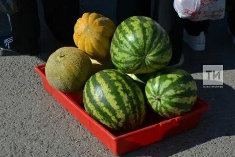 Көзен карбыз һәм кавын кемнәргә куркыныч?