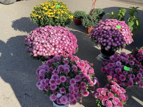 Бу минутларда район мәдәният йорты каршындагы үзәк мәйданда ярминкә башланып китте