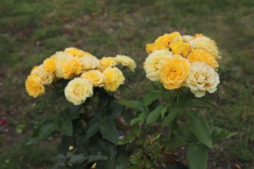 Чулпан Хәйруллинаның чәчәкләр патшалыгы
