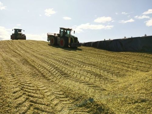 «Август-Мөслим» аграрийлары кукуруз урып-җыюны төгәлләде!