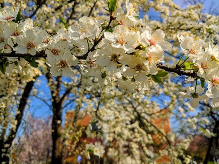 Март аена халык сынамышлары