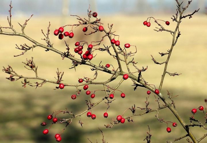 26 февраль көненә һава торышы