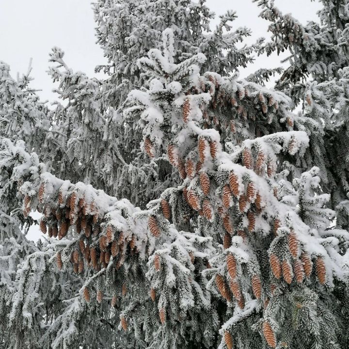 17 гыйнварга һава торышы