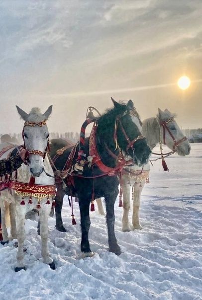 «Аргамак»ка  килегез