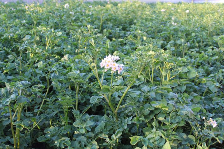 Бәрәңге утырттыгызмы?