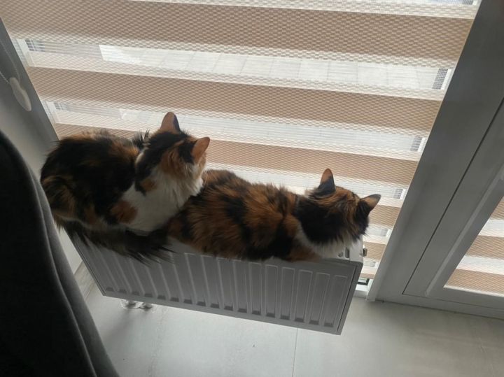 Ягу сезонына керәбез