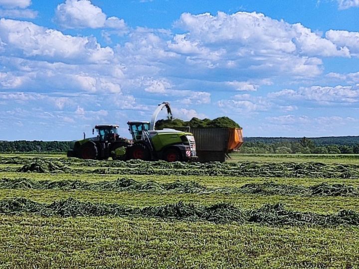 Терлек азыгы әзерләү  тукталып торды