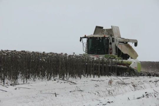 Районда урып-җыю кампаниясе төгәлләнеп килә