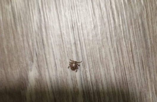 Талпан гына димәгез