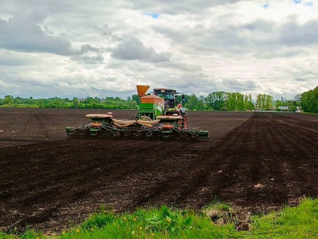«Туган як» агрофирмасында яңа бодай һәм көнбагыш сортлары: югары уңышлы һәм тәмле гибридлар