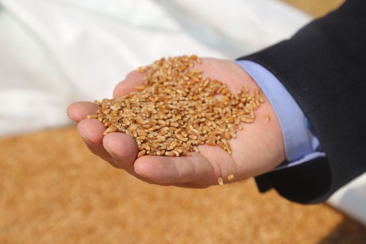 “Туган як” агрофирмасында быел икенче тапкыр Кыр көне узды