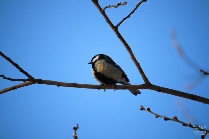 Татарстанда ял көннәрендә нуль градуска кадәр җылытачак