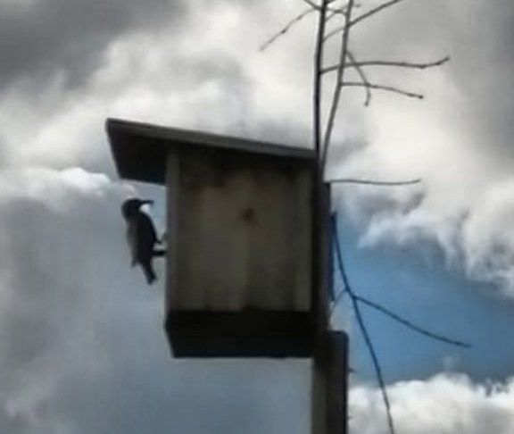 Кошлар турында кызыклы мәгълүмат