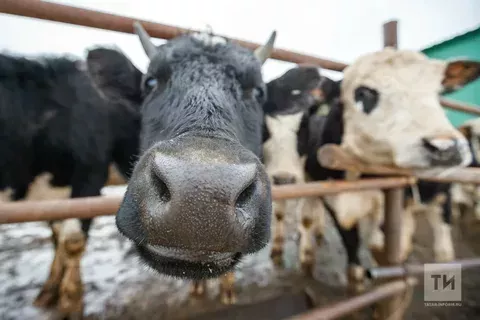 Быел Татарстанда терлекчелек объектлары кайсы районнарда төзелүе билгеле