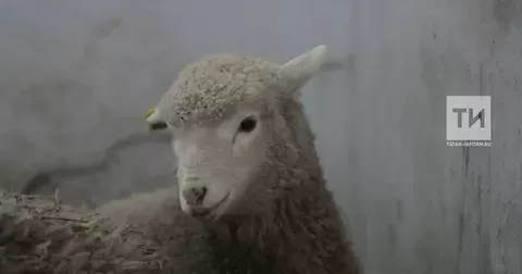 Ветеринария идарәсе: Татарстанда корбан чалу өчен сарыклар җитәрлек