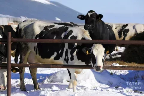 Шәхси ярдәмче хуҗалыкларга симертү үгезләре өчен субсидия түләнәчәк