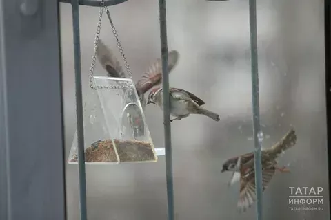 Юрист: Күпфатирлы йорт фасадына кош оясы элгән өчен 1,5 меңгә кадәр штраф янарга мөмкин