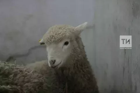 Мал чалу урыннары һәм ветеринария контроле: Татарстанда Корбан гаетенә әзерләнәләр